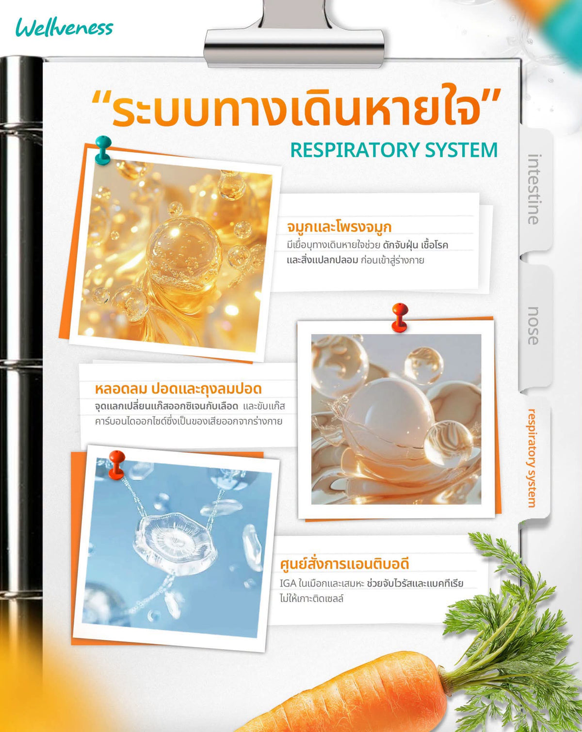 Well IMMU – ผลิตภัณฑ์เสริมอาหารโพรไบโอติก – ภาพสินค้า 12